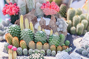 Succulents or cactus in desert botanical garden with sand stone pebbles background. succulents or cactus for decoration.