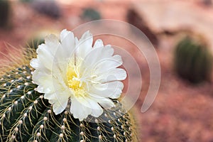 Succulents or cactus in desert botanical garden with sand stone pebbles background. succulents or cactus for decoration.