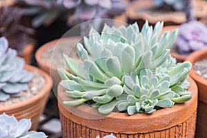 Succulents or cactus in desert botanical garden with sand stone pebbles background. succulents or cactus for decoration.