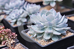 Succulents or cactus in desert botanical garden with sand stone pebbles background. succulents or cactus for decoration.