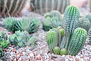 Succulents or cactus in desert botanical garden and stone pebbles background.