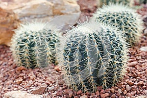 Succulents or cactus in desert botanical garden and stone pebbles background. succulents or cactus for decoration.