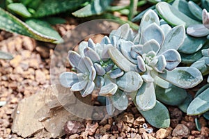 Succulents or cactus in desert botanical garden and stone pebbles background. succulents or cactus for decoration.