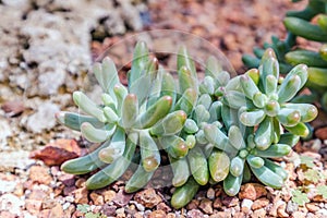 Succulents or cactus in desert botanical garden and stone pebbles background. succulents or cactus for decoration.