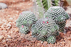 Succulents or cactus in desert botanical garden and stone pebbles background. succulents or cactus for decoration.