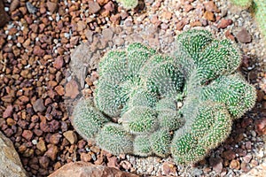 Succulents or cactus in desert botanical garden and stone pebbles background. succulents or cactus for decoration.