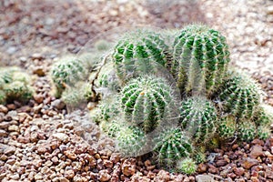 Succulents or cactus in desert botanical garden and stone pebbles background. succulents or cactus for decoration.