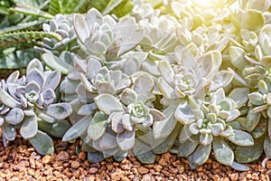 Succulents or cactus in desert botanical garden and stone pebbles background. succulents or cactus for decoration.