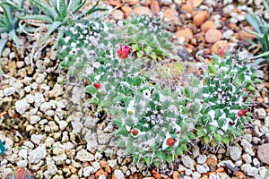 Succulents or cactus in desert botanical garden and stone pebbles background. succulents or cactus for decoration.