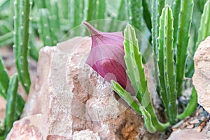 Succulents or cactus in desert botanical garden and stone pebbles background. succulents or cactus for decoration.