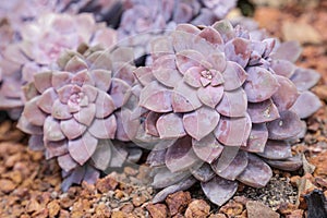 Succulents or cactus in desert botanical garden and stone pebbles background. succulents or cactus for decoration.