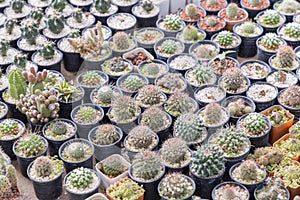 Succulents or cactus in desert botanical garden and stone pebbles background. succulents or cactus for decoration.