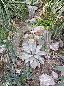 Succulents cactus in desert botanical garden. Succulents cactus for decoration. Cactus succulents in a planter. Closeup