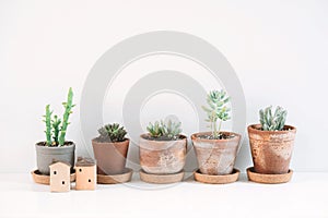 Succulents and Cactus in different clay pots on the white shelf.