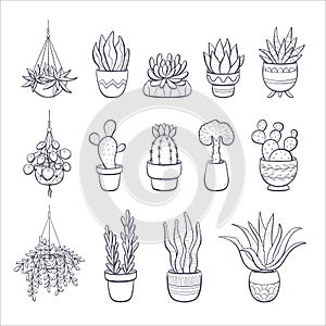 Succulents and cactus doodle collection photo