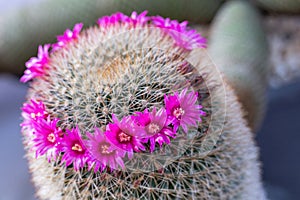 Succulents or cactus flower in desert botanical garden for decoration and agriculture design