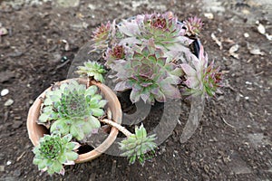 Succulents. Cactus plants in TenerifeCactaceae