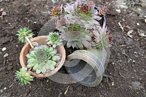 Succulents. Cactus plants in TenerifeCactaceae