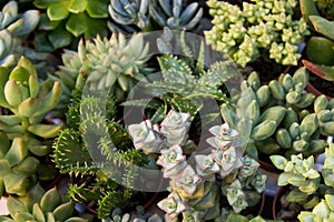 Succulents and cactuses for decoration