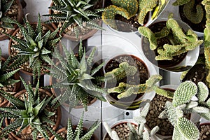Succulents and cactuses for decoration