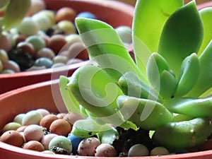 Succulent plant in a pot. Succulent plant. Closeup. Close shooting.