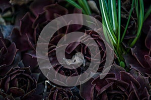 Succulents of claret color grow in a garden the different size. Stone rose. Cactus. House plants. Nature. Background or texture.