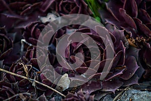 Succulents of claret color grow in a garden the different size. Stone rose. Cactus. House plants. Nature. Background or texture.