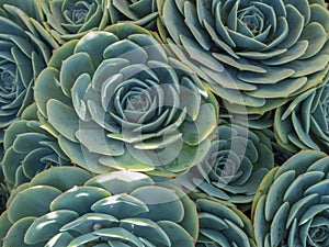 Succulents photo