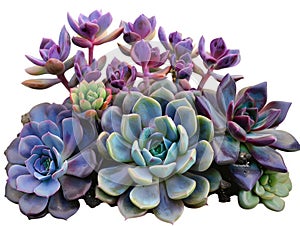 Succulents come in many colors and shapes like these purple ones