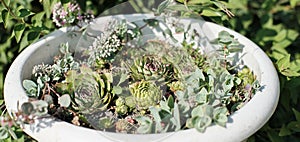 succulents composition in large flower pot in a garden. gardening concept, easy to care plants. houseleek sempervivum