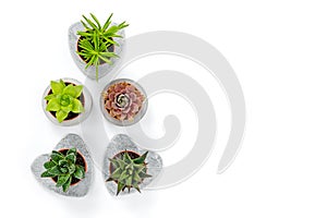 Succulents in concrete planters on white background photo