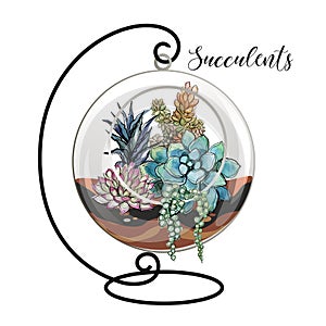 Succulents in a decorative aquarium for flowers. Graphics and watercolor spots. Vector.