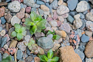 Succulents in desert botanical garden with sand stone pebbles background