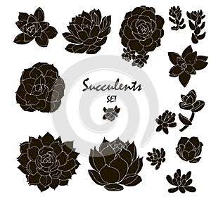 Succulents of different types black and white