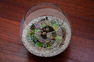 Succulents fairy garden in glass sphere terrarium