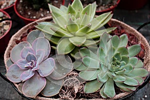 Three various succulents in a flower pot - favourite ornamental plant photo