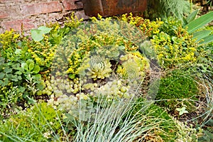 Succulents. flowerbed of perennials with thickened fleshy leaves.