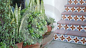 Succulents in flowerpot, gardening in California USA. Green house plants, clay pots. Mexican garden design, arid desert