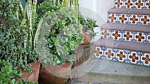 Succulents in flowerpot, gardening in California USA. Green house plants, clay pots. Mexican garden design, arid desert