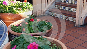 Succulents in flowerpot, gardening in California USA. Green house plants, clay pots. Mexican garden design, arid desert