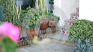 Succulents in flowerpot, gardening in California USA. Green house plants, clay pots. Mexican garden design, arid desert