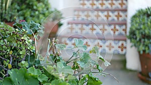 Succulents in flowerpot, gardening in California USA. Green house plants, clay pots. Mexican garden design, arid desert