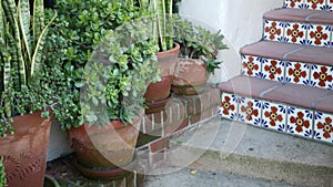 Succulents in flowerpot, gardening in California USA. Green house plants, clay pots. Mexican garden design, arid desert