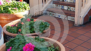 Succulents in flowerpot, gardening in California USA. Green house plants, clay pots. Mexican garden design, arid desert