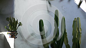 Succulents in flowerpot, gardening in California USA. Green house plants in colorful clay pots. Mexican style garden