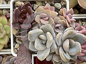 Succulents flowers. Echeveria Black Prince, Graptopetalum Paraguayense, Graptosedum Francesco Baldi and Adromischus