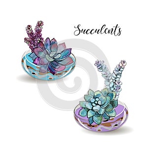 Succulents in glass aquariums. Colored sand. Flower decorative compositions. Graphics. Watercolor. Vector.