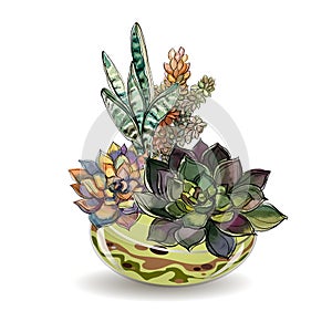 Succulents in glass aquariums. Colored sand. Flower decorative compositions. Graphics. Watercolor. Vector.