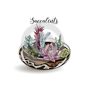 Succulents in glass aquariums. Flower decorative compositions. Graphics. Watercolor. Vector.