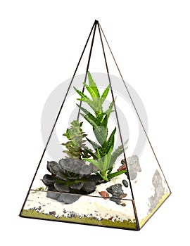 Succulents in glass bitter